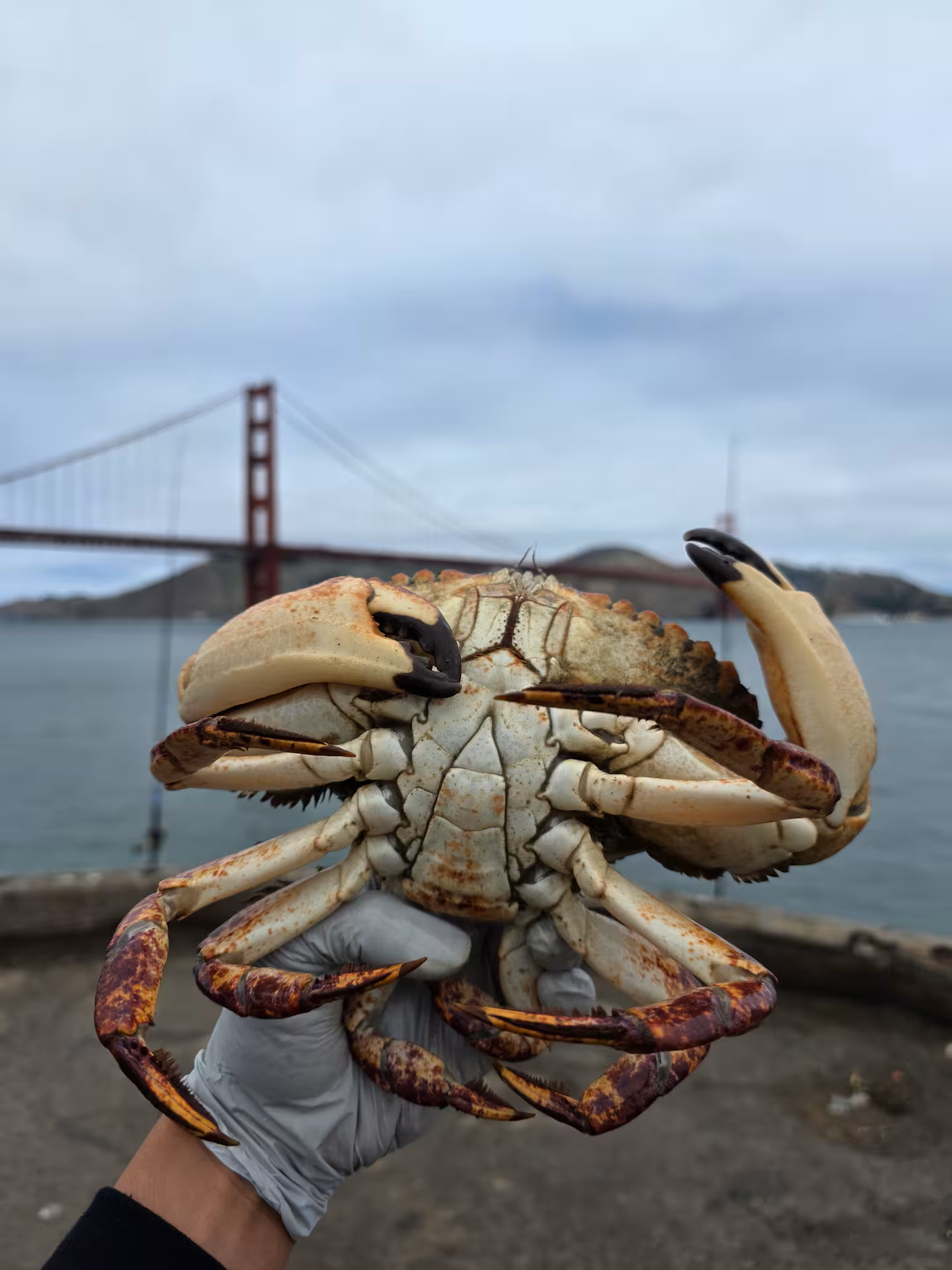 Catch & Cook Crabbing Experience Under the Golden Gate Bridge – San Francisco Bay Tour