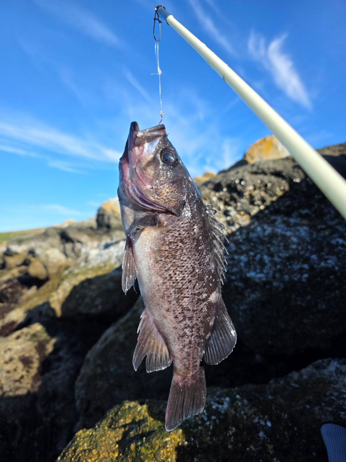 Bay Area Guided Crab Snaring and Poke Pulling Combo Fishing Trip - DURASNARE