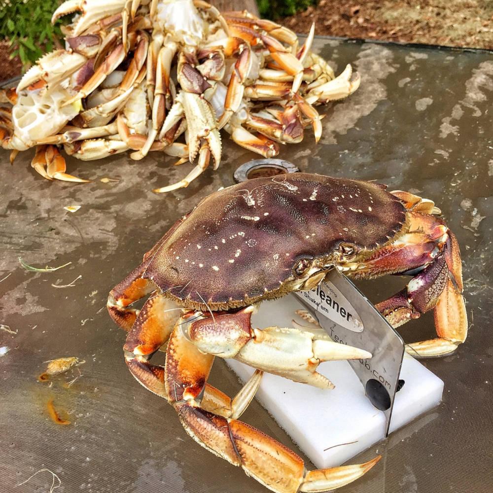 Dungeness Crack’n Crab Cleaner