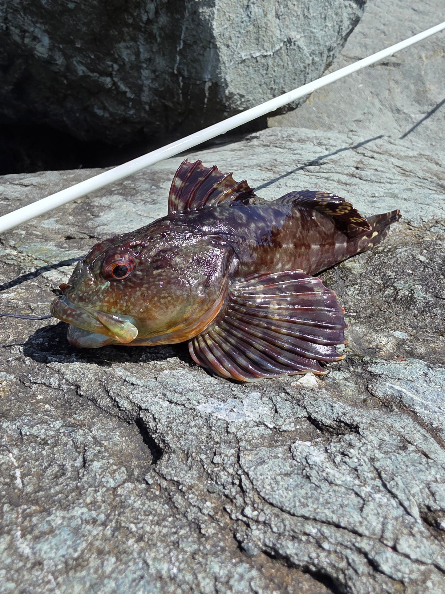 Bay Area Guided Crab Snaring and Poke Pulling Combo Fishing Trip - DURASNARE