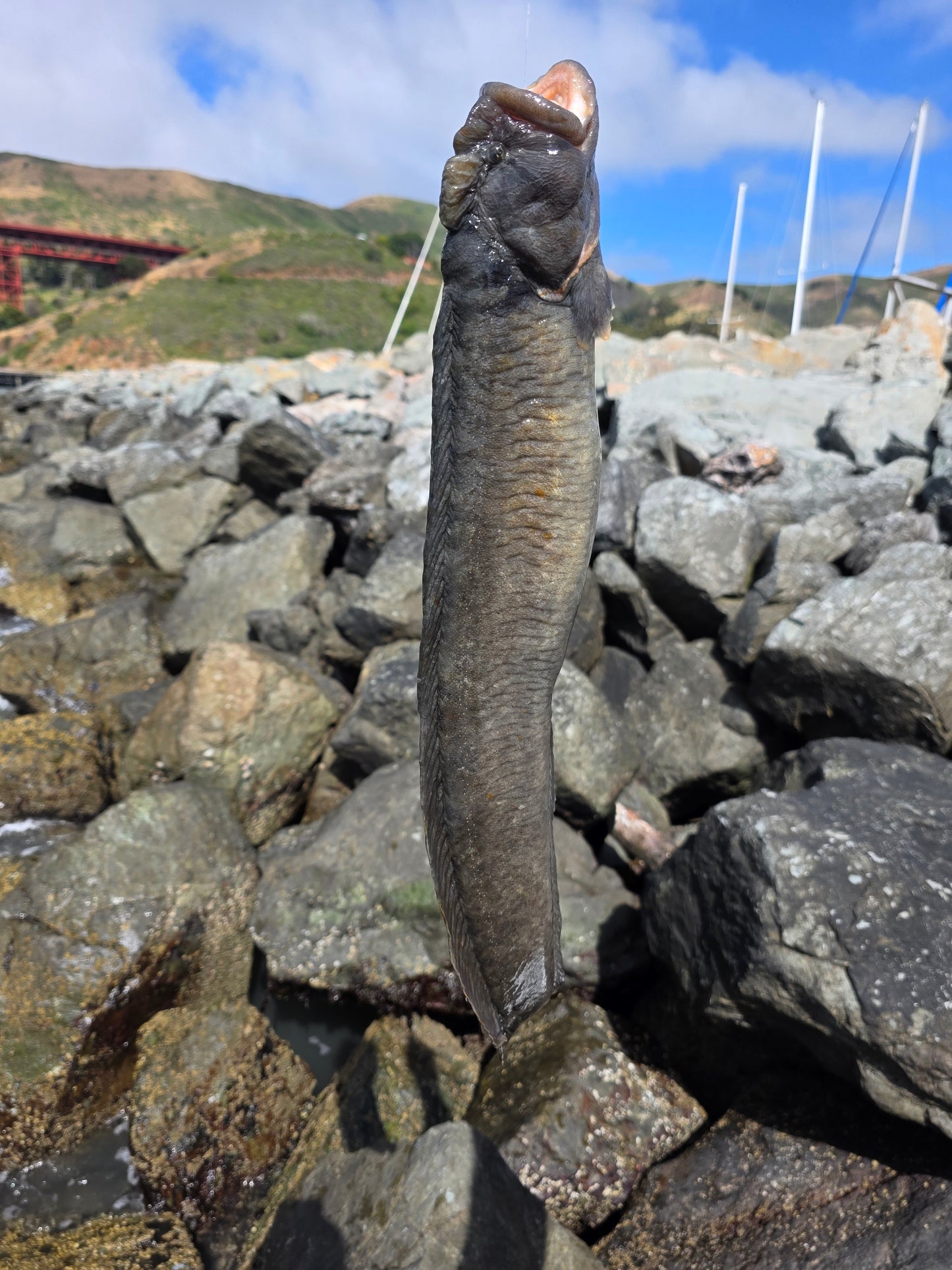 Bay Area Guided Crab Snaring and Poke Pulling Combo Fishing Trip - DURASNARE
