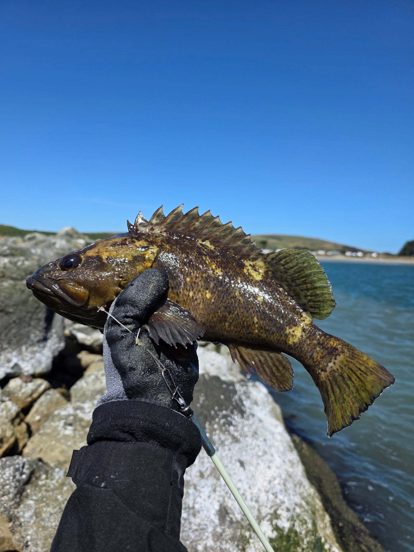Bay Area Guided Poke Pulling Fishing Trip - DURASNARE