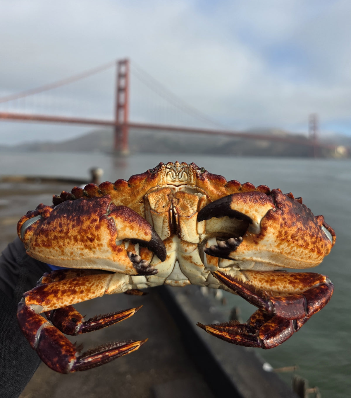 Crabbing Experience Under the Golden Gate Bridge – San Francisco Bay Tour