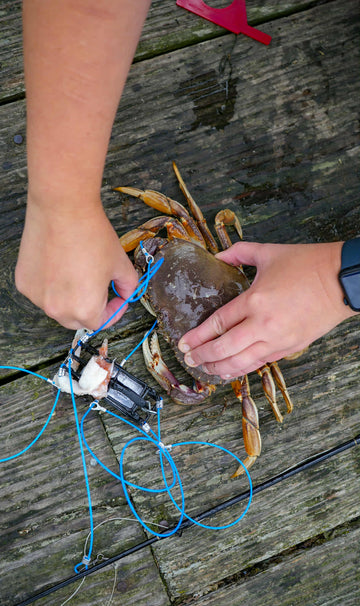 catching dungeness crabs with a fishing pole Silipull 2 Pcs 4.1''x1.9''x1'' Crab Snare Trap 6 Loops for Crab Snares Trap for Fishing Rods Gear Snare Traps for AirFly 6-Loop Crab Snare for