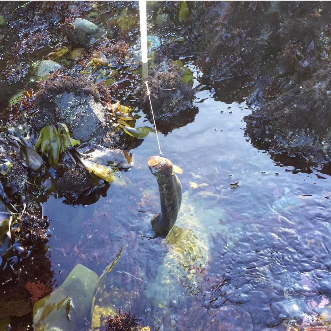 Bay Area Guided Poke Pole Fishing and Coastal Foraging Fishing Trip