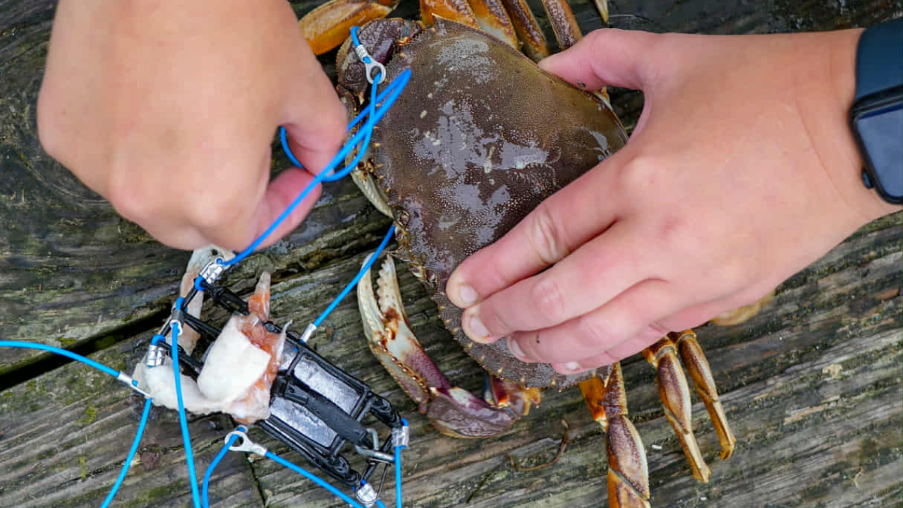 Bay Area Guided Crab Snaring Trip Catch and Cook Experience - DURASNARE